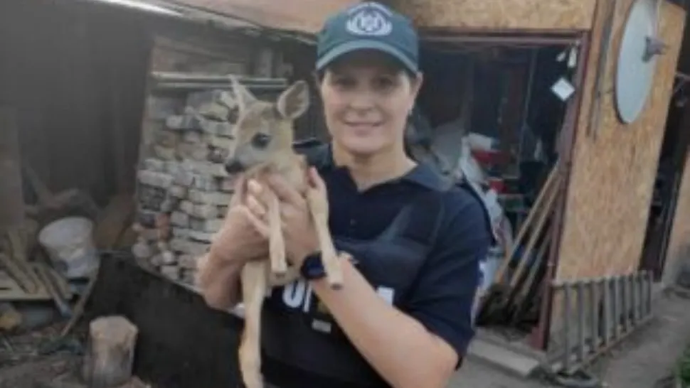 Pui de căprioară salvat de poliţiştii din oraşul Târgu Ocna