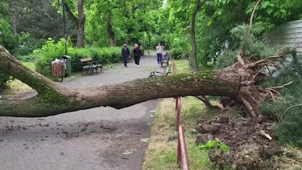 Fetițe din Timișoara, rănite de un copac . Oamenii făcuseră sesizări că arborele este uscat