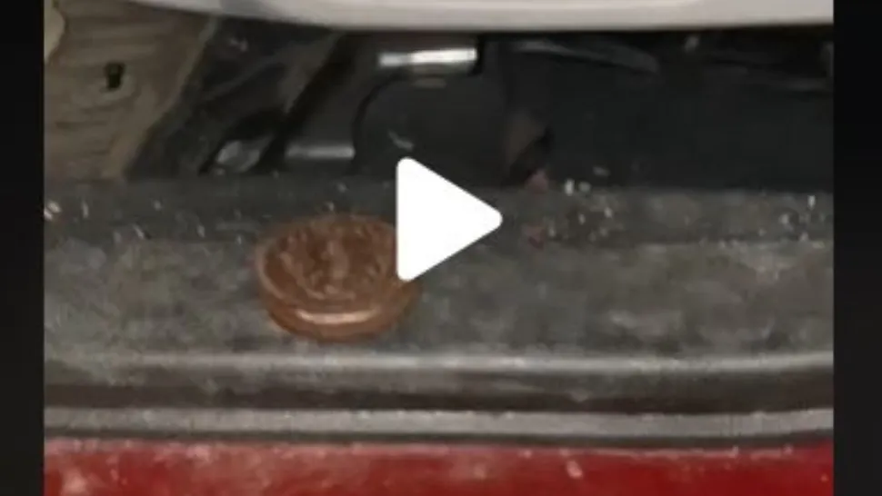Biscuit pe pragul masinii
