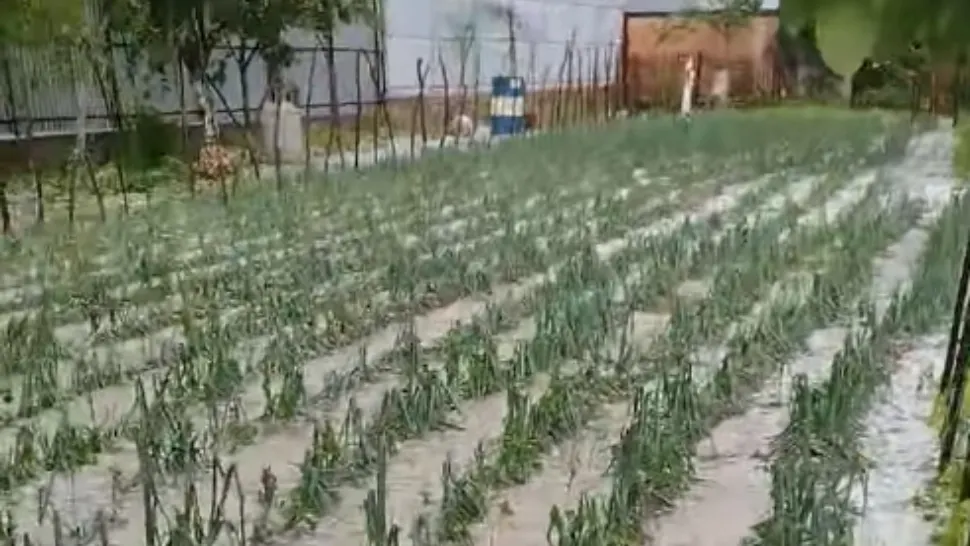 Culturi distruse de grindină / Captură video