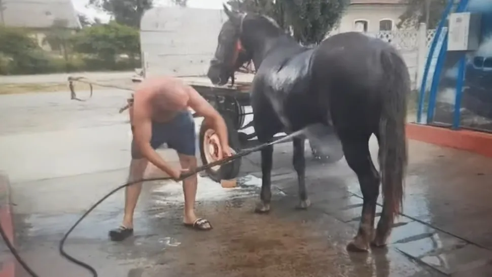 Cal răcorit la o spălătorie cu fise, în jud. Timiș - imagini virale