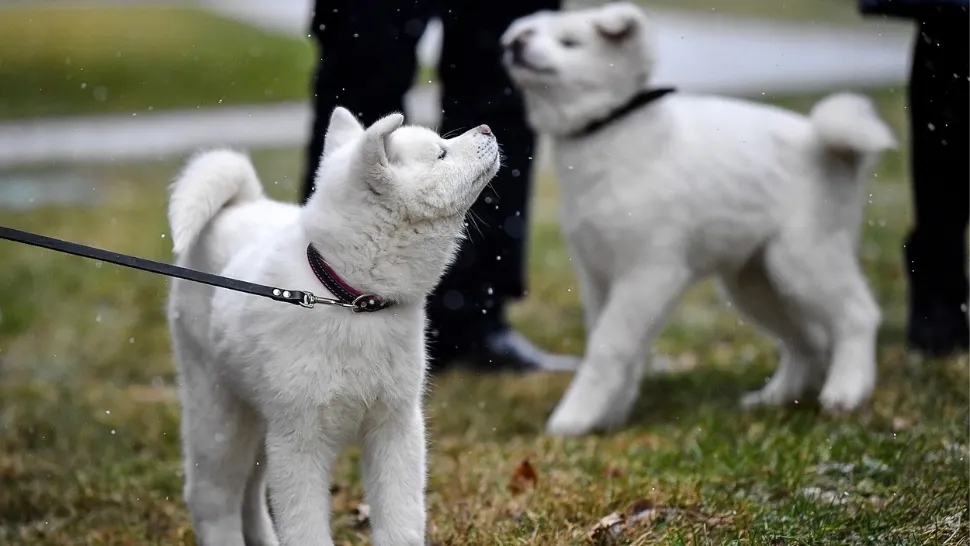Akita Inu/ Profimedia