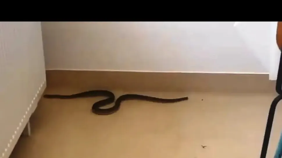 Captură video