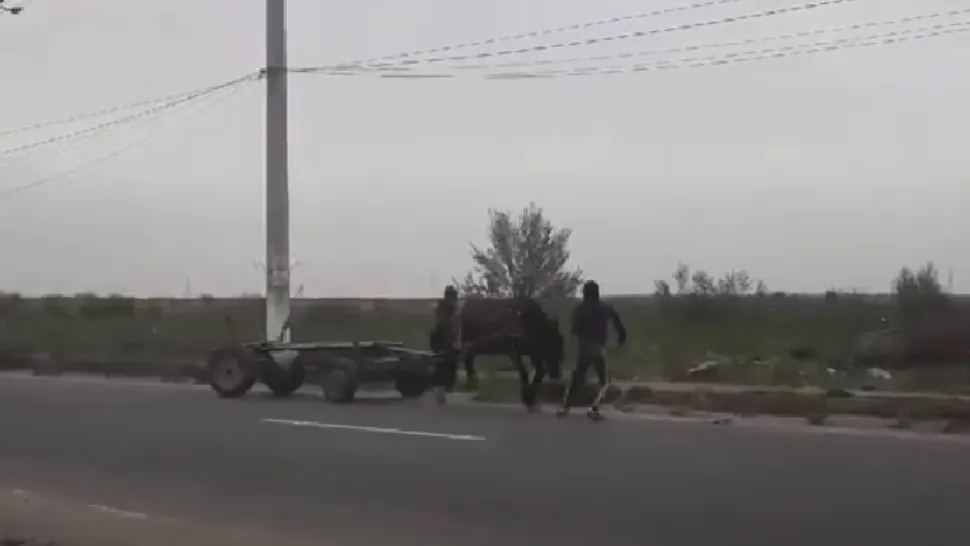 Cai maltratați / Captură video Youtube