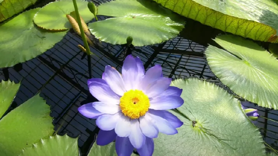 Floare de nufăr/ Captură video