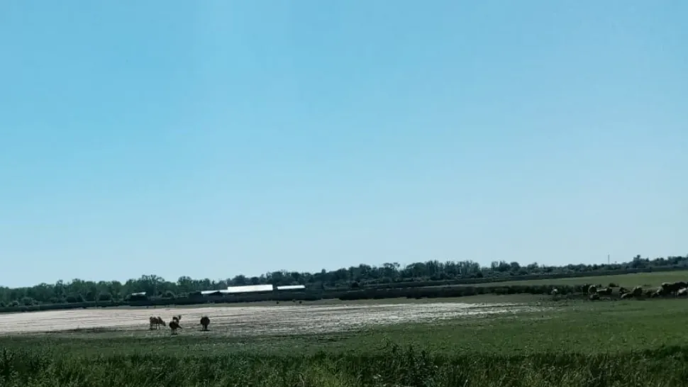 Animale în albia unui lac secat (Sf. Gheorghe - Tulcea)