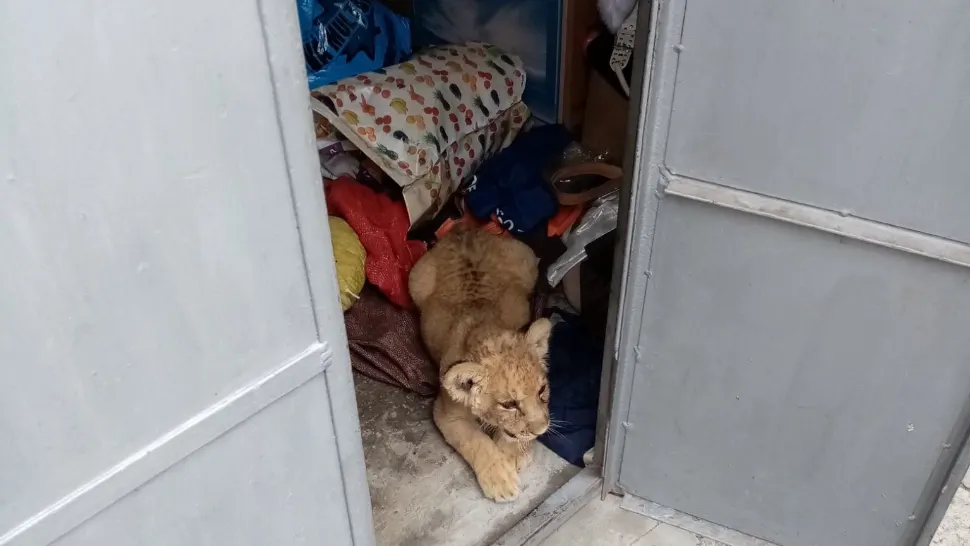 Un pui de leu, ținut în garaj