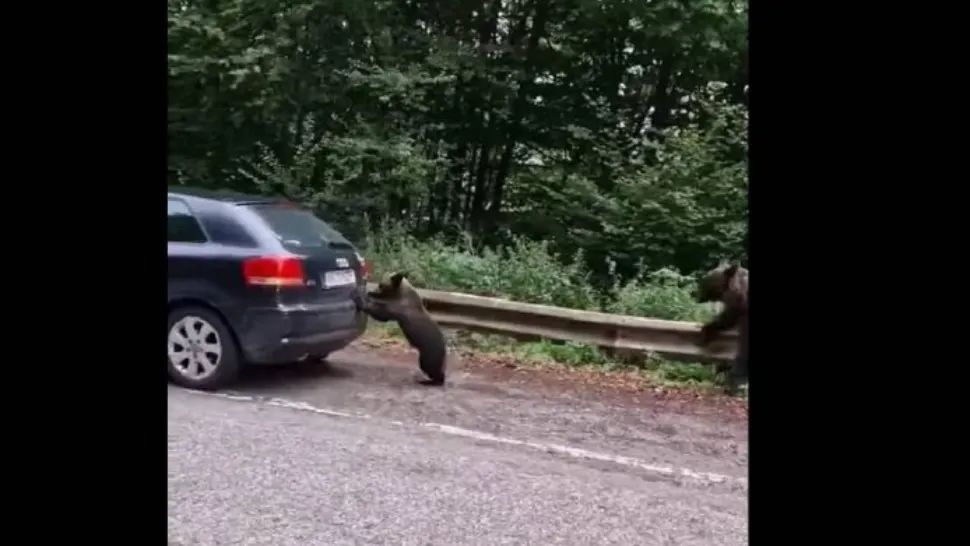 Gest incredibil. Un pui de urs ajută un șofer pe Transfăgărășan - Imagini virale - VIDEO 