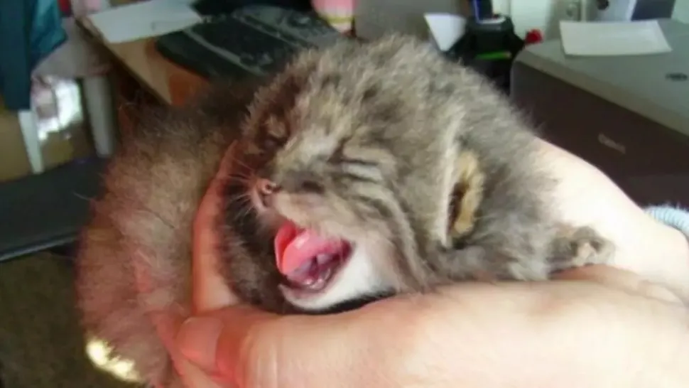 Puiuţi de pisică manul