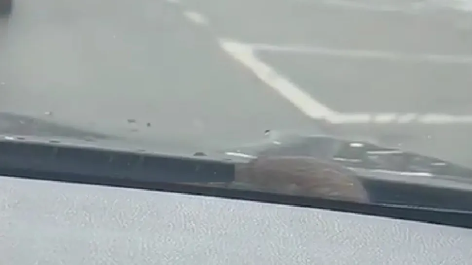 Mergeau cu mașina prin Militari când ceva cu BLANĂ le-a apărut pe parbriz. Reacție hilară - VIDEO