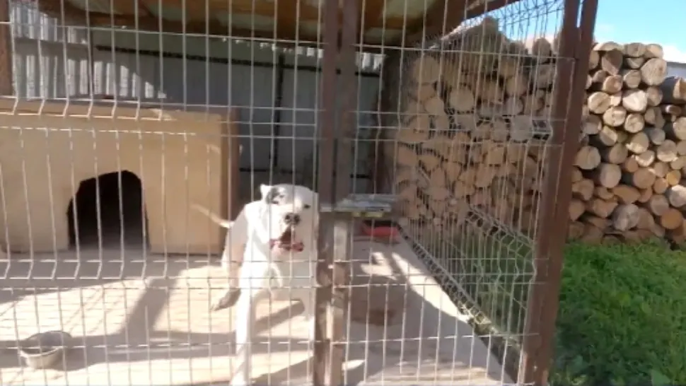 Câine/ Captură de ecran