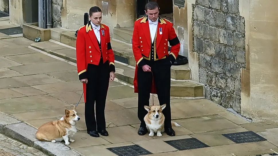 Cei doi corgi ai reginei, Sandy şi Muick, au fost de asemenea aduşi pentru sosirea sicriului la castel. Foto/Profimedia
