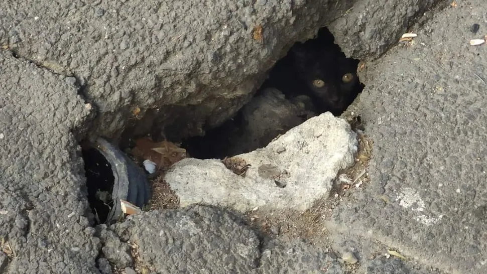 Felina a rezistat 5 zile prinsă în covorul asflatic. Foto/Poliția Locală