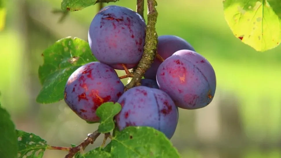 Consumul de prune este INTERZIS dacă suferiți de una din aceste boli