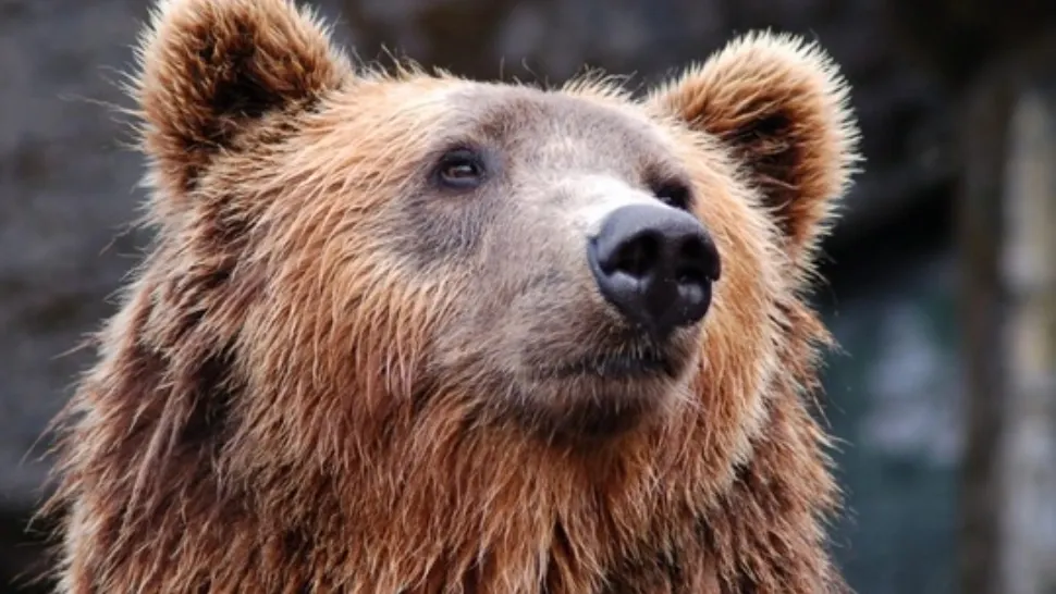 Bărbat atacat de un urs, pe un drum forestier din Curtea de Argeș
