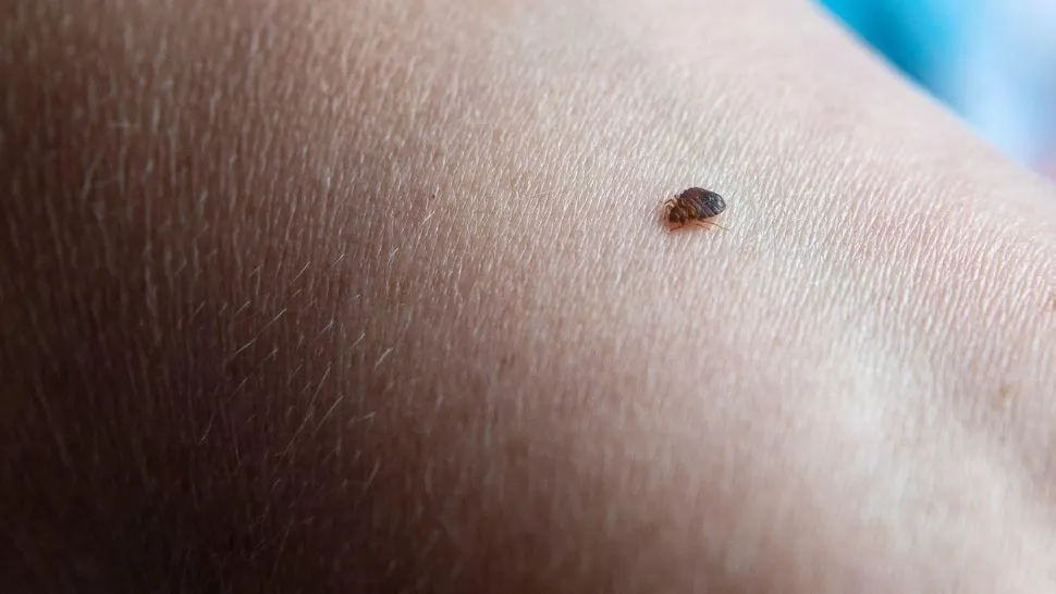 A murit la o oră după ce a fost înțepat de o insectă. Sfârșit tragic pentru un tânăr din Dâmbovița