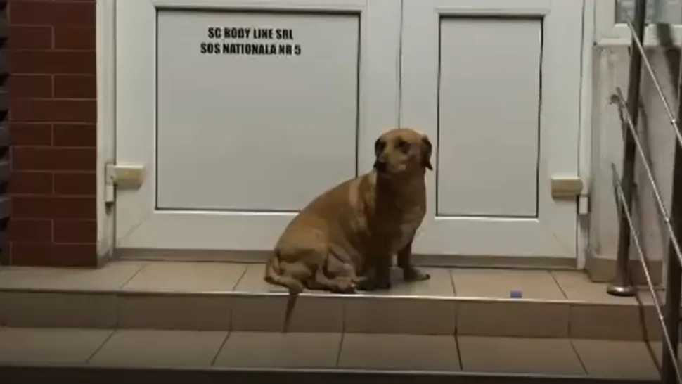 Cățelul Gimy / Captură video Telem.ro
