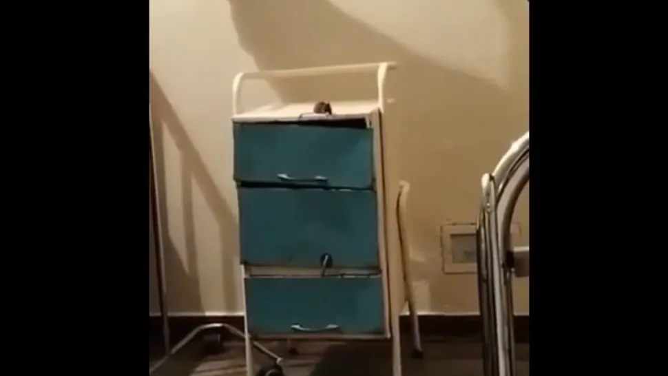 Şoarece filmat într-un salon de spital - Unitatea medicală a fost amendată cu 5.000 de lei
