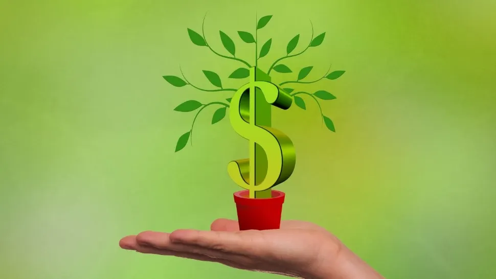 Planta banilor. Unde trebuie s-o așezi în casă pentru a atrage norocul