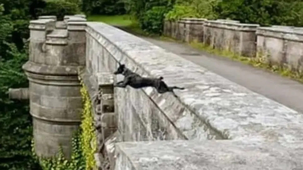 Locul misterios unde câinii sar în gol. Ce secret ascunde cel mai terifiant pod din lume - sute de sinucigași
