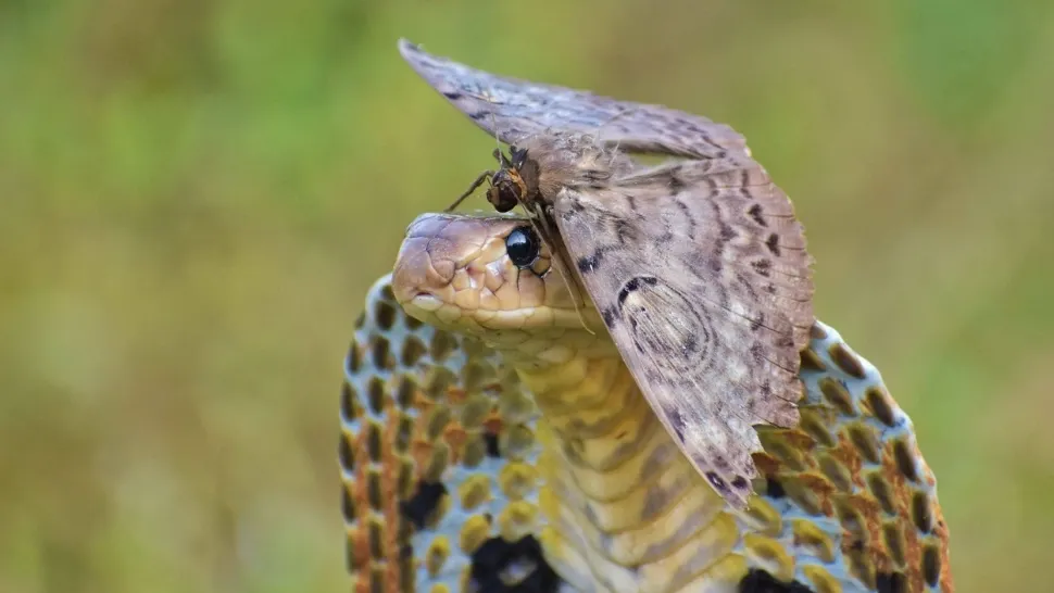 O cobra a mușcat un băiat. Acesta a mușcat și el șarpele. Cine a câștigat?