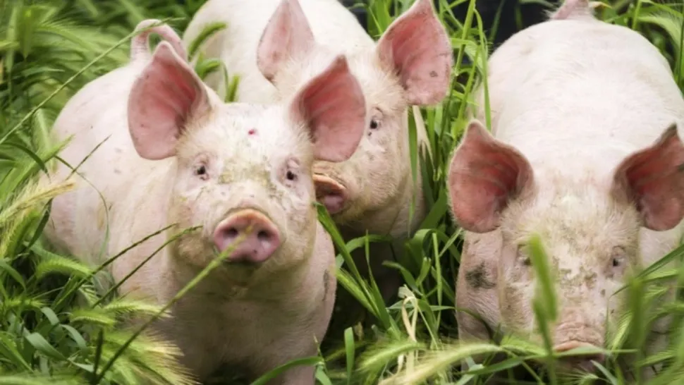 Atenţie de unde luaţi carnea de porc! Protecția Consumatorilor, avertisment pentru populație