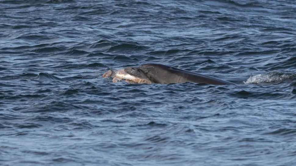  Mii de delfini din Marea Neagră au murit din cauza războiului din Ucraina