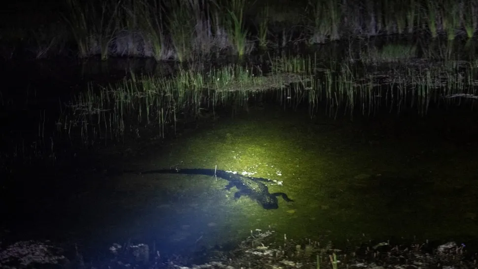 Aligator vs. piton. Confruntarea teribilă dintre cele mai temute reptile - VIDEO