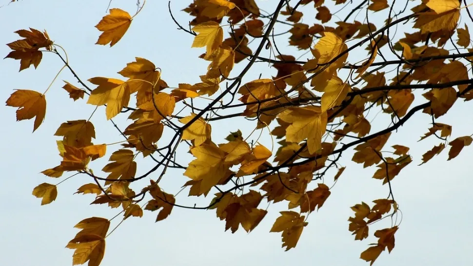 Prognoza meteo 16 decembrie. Vremea extremelor - temperaturi de 17 grade și vânt cu viteze de peste 100 km/h
