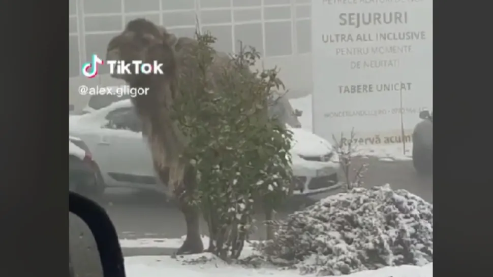 Cămilă/ Captură video TikTok