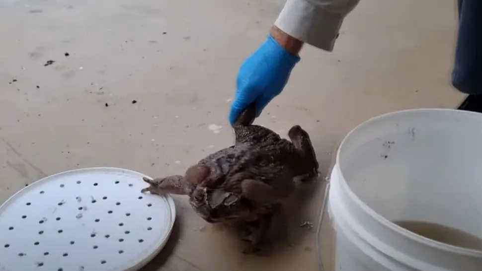 Un specimen uriaș de broască - are aproape 3 kg. Foto/Captură video