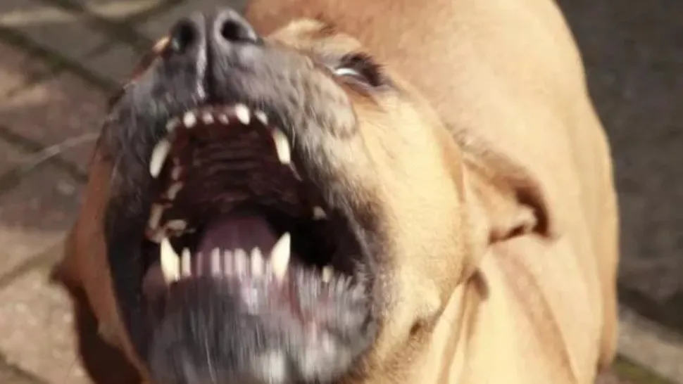 Bunică ucisă de câinele pitbull pe care-l adoptase. Polițiștii, îngroziți de ce au descoperit