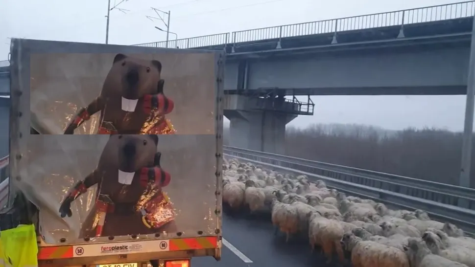 Imagini ireale. O turmă de oi a plecat pe Autostrada Soarelui. Amenzi usturătoare pentru ciobani - VIDEO