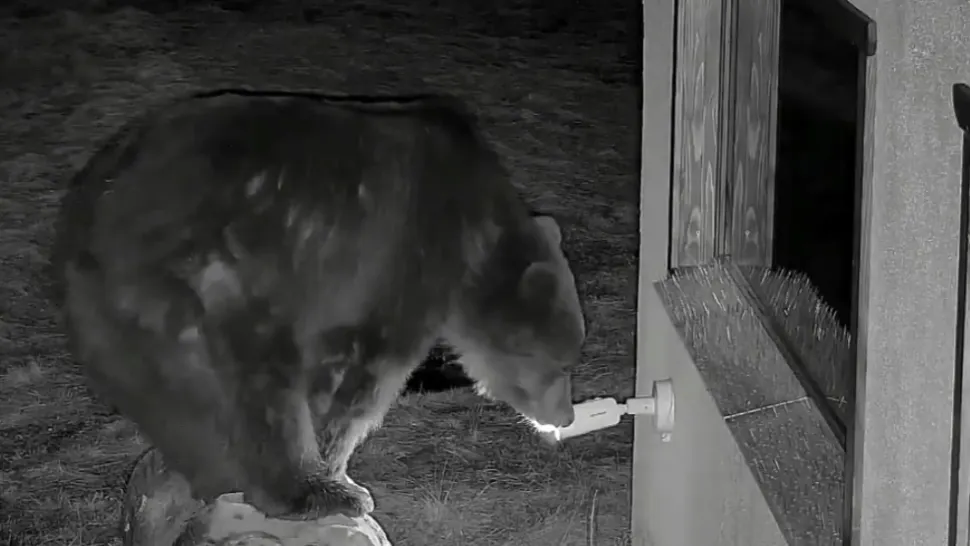 Ursul INSTALATOR. Imagini virale surprinse la un adăpost din Harghita - VIDEO