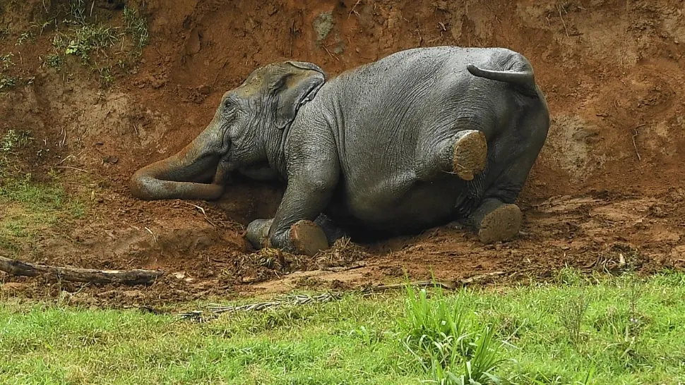 Elefant salvat de la moarte cu ajutorul unui excavator. Reacția animalului, uluitoare - VIDEO
