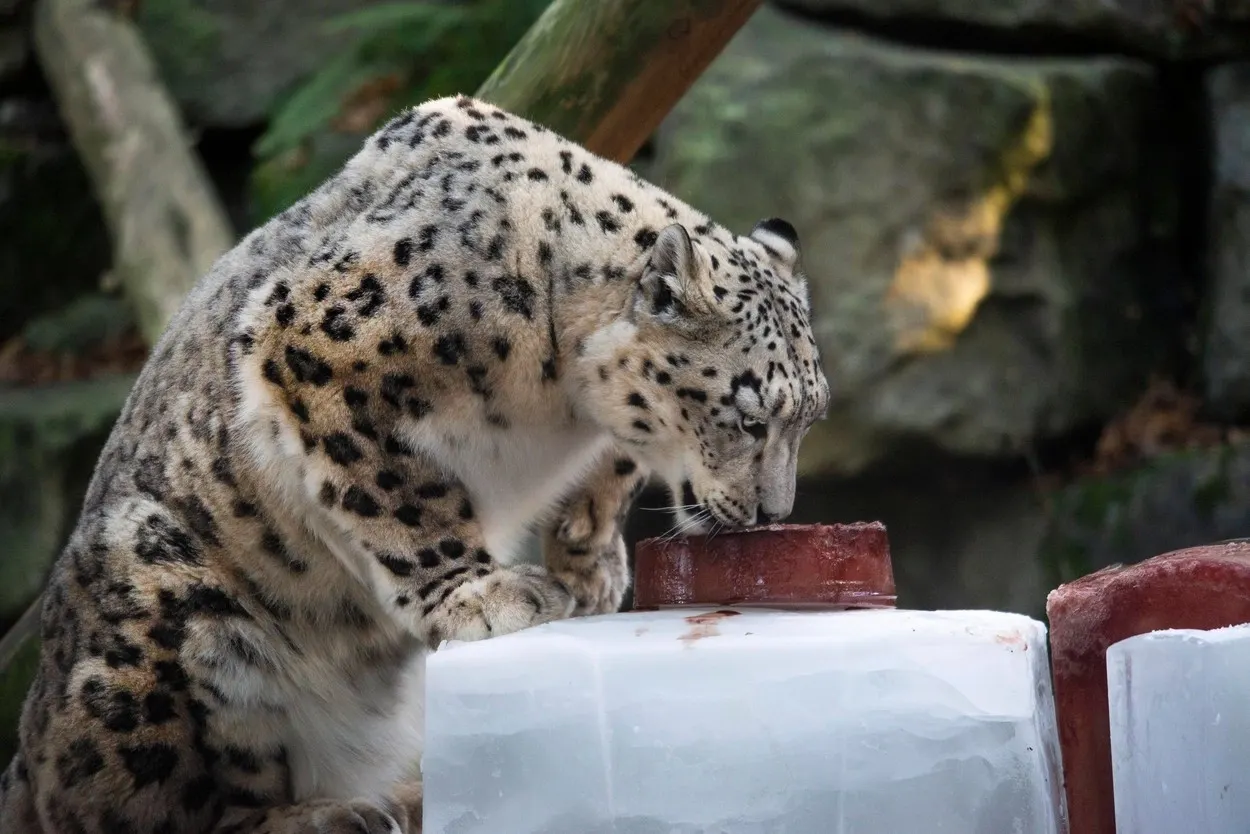 "Locatar" nou la ZOO Sibiu: Leopardul de Amur - VIDEO