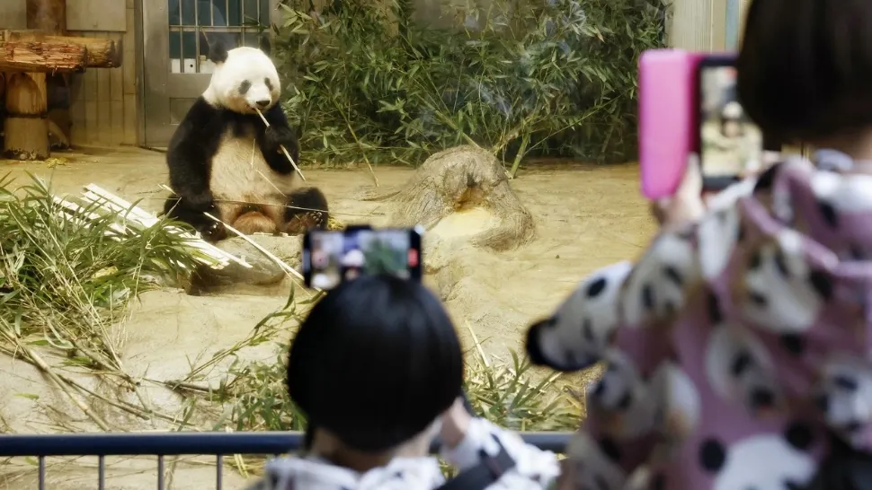 Xiang Xiang, pozând în fața fanilor înainte să plece spre China. Foto: Profimedia