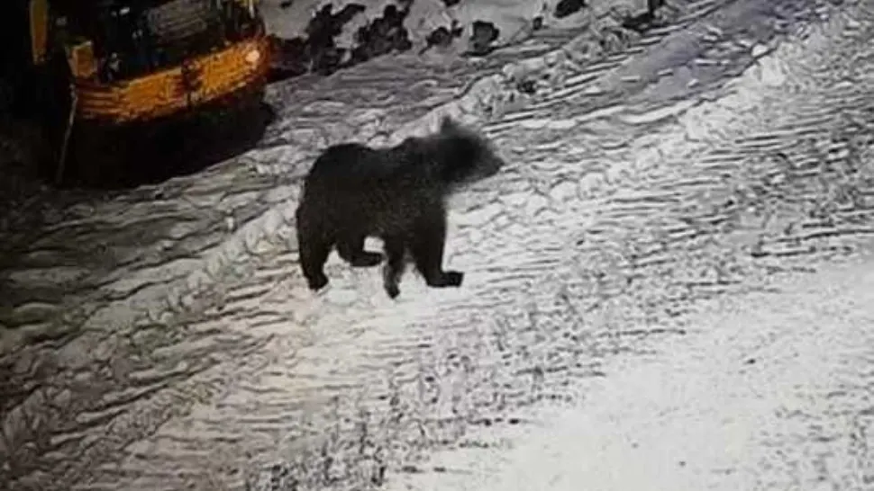 Urșii din libertate au sărit gardul de la ZOO Târgu Mureș ca să caute mâncare