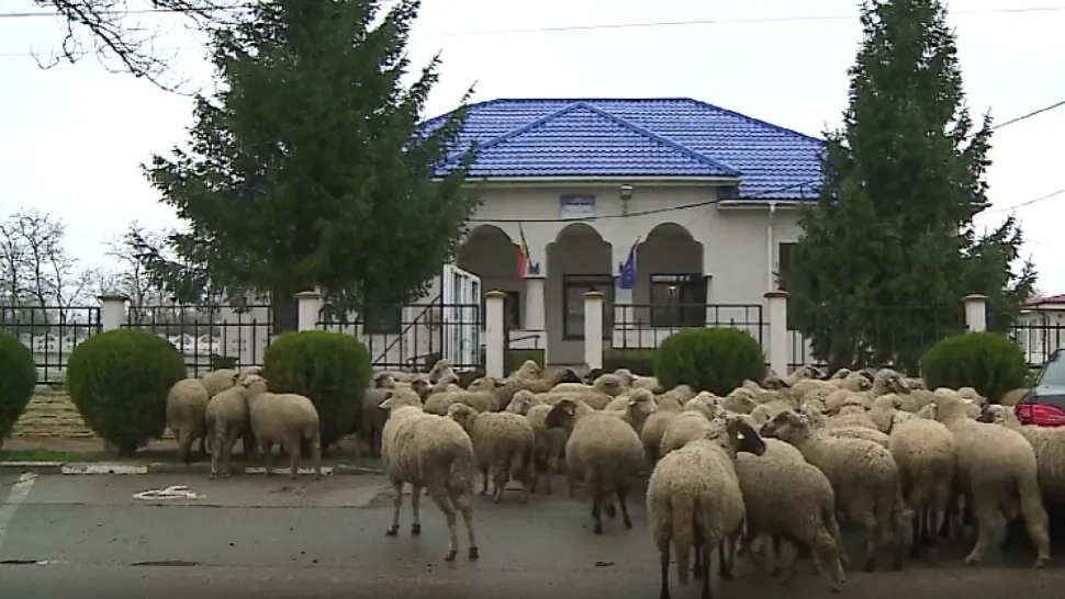 Revoltă fermieri/ Captură video