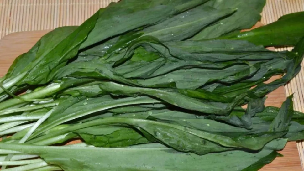 Ce este, de fapt, leurda. Mai mănânci vreodată această plantă?