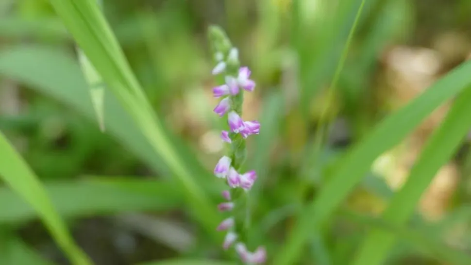 A fost descoperită o nouă specie de orhidee, cu flori ce par făcute din sticlă - Unde este cel mai des întâlnită - FOTO