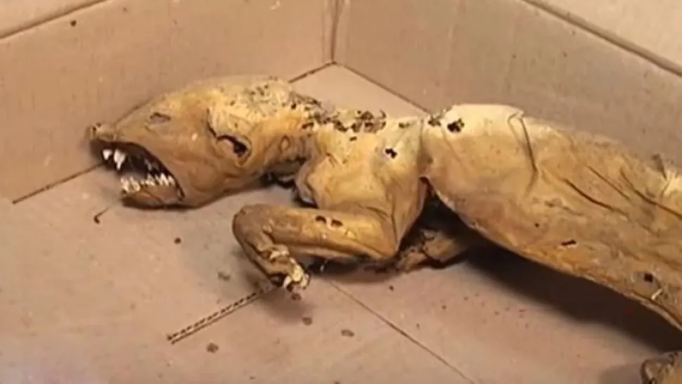 Creatura oribilă găsită în Munţii Carpaţi. Nu seamănă cu nimic cunoscut. Animal mutant, experiment? - FOTO