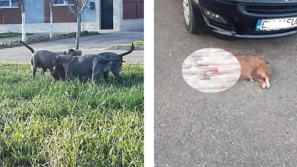 Scene de groază la Oradea. Mai mulți câini de luptă au sfâșiat un cățel scos la plimbare