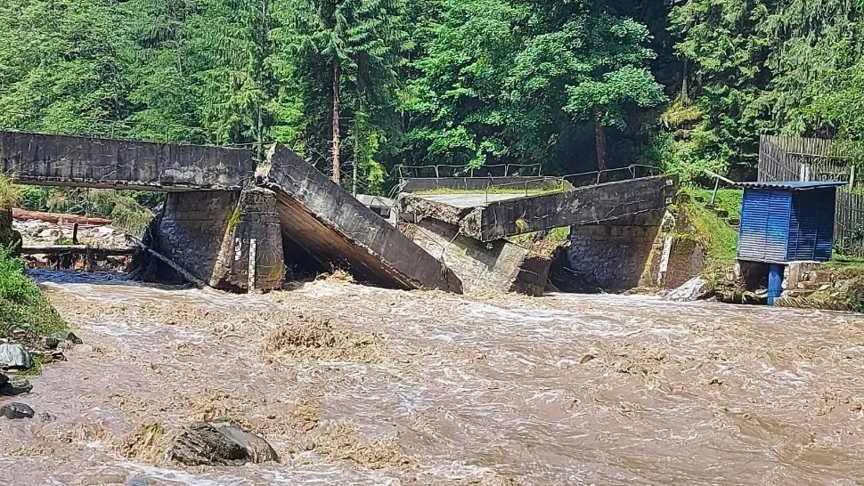 Cod portocaliu de viituri / Foto: Arhivă