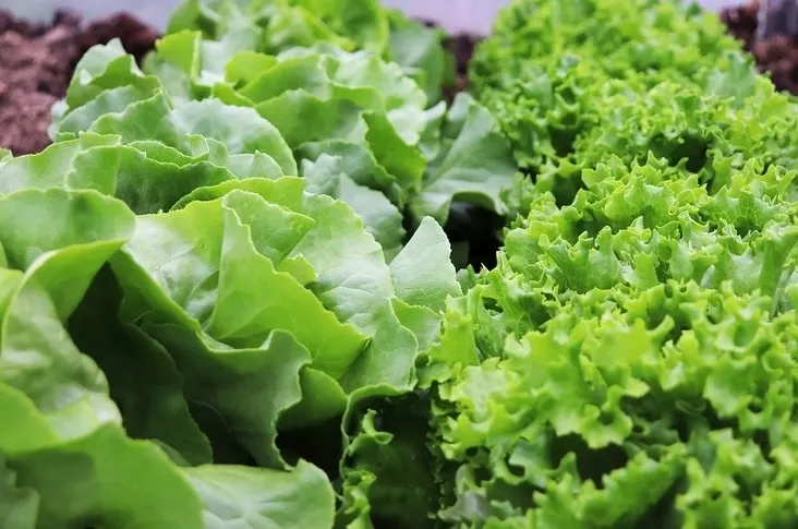 Salata verde, OTRAVĂ pentru organism. Când devine toxic cel mai consumat aliment de primăvară