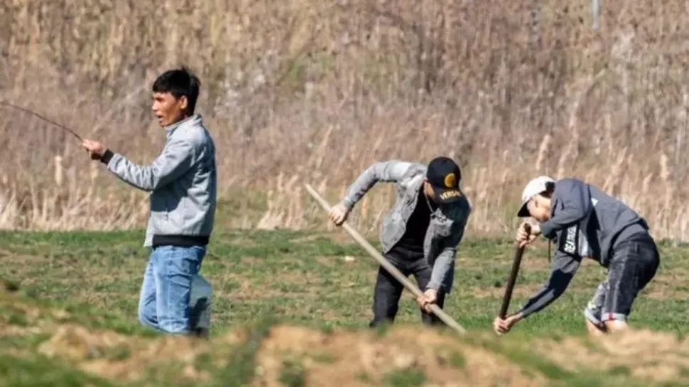 Muncitorii vietnamezi au ajuns să fie monitorizați de Poliție. Cazurile în care au fost prinși mâncând câini, pisici și păsări au pus pe jar oamenii legii