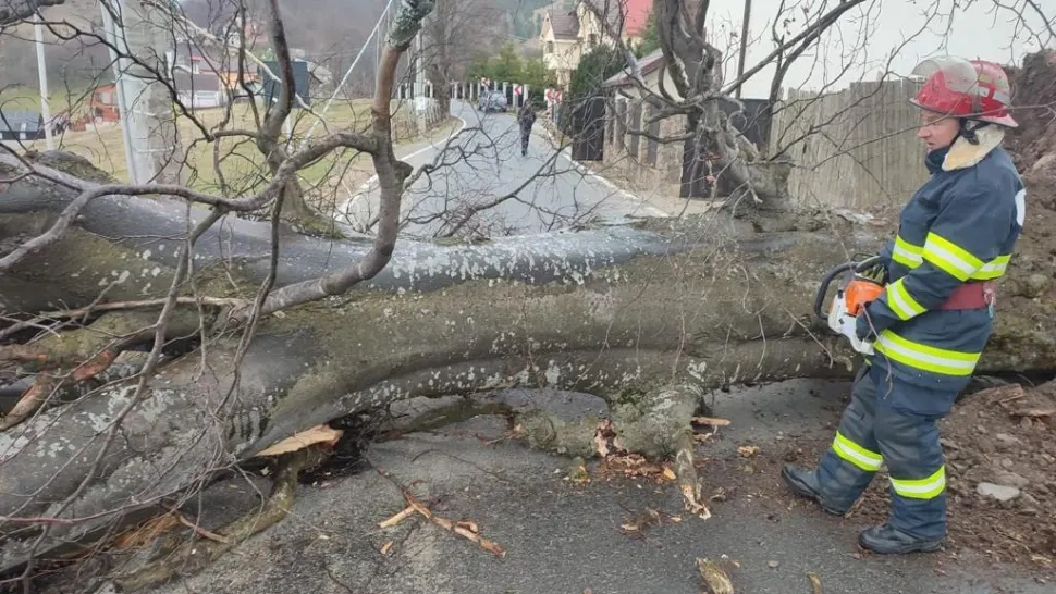 Drum Petroșani - Parâng, blocat complet de un copac căzut şi pe firele de curent - FOTO
