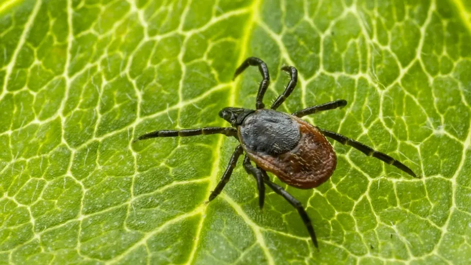 Măsuri de protecție împotriva căpușelor. La ce e recomandat să fii atent când ieși în natură