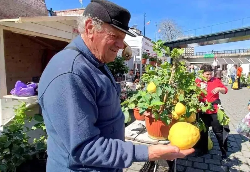 Lămâi de aproape 1 kilogram, în livada unui pensionar din județul Alba - secretul rodului