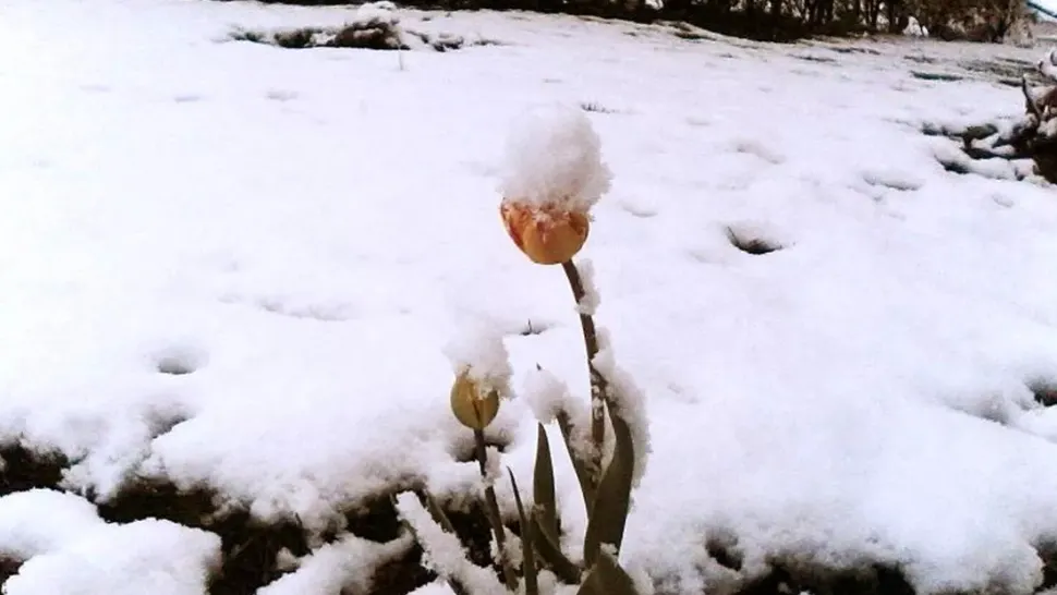 Vremea 6 aprilie. Temperaturi extreme în România - Zonele cu ninsori viscolite și ploi